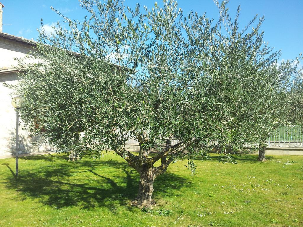 Assisana Affittacamere Santa Maria Degli Angeli  Eksteriør billede